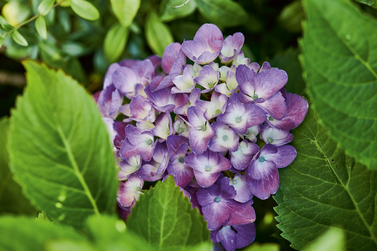 Gros plan sur un hortensia à fleurs violettes