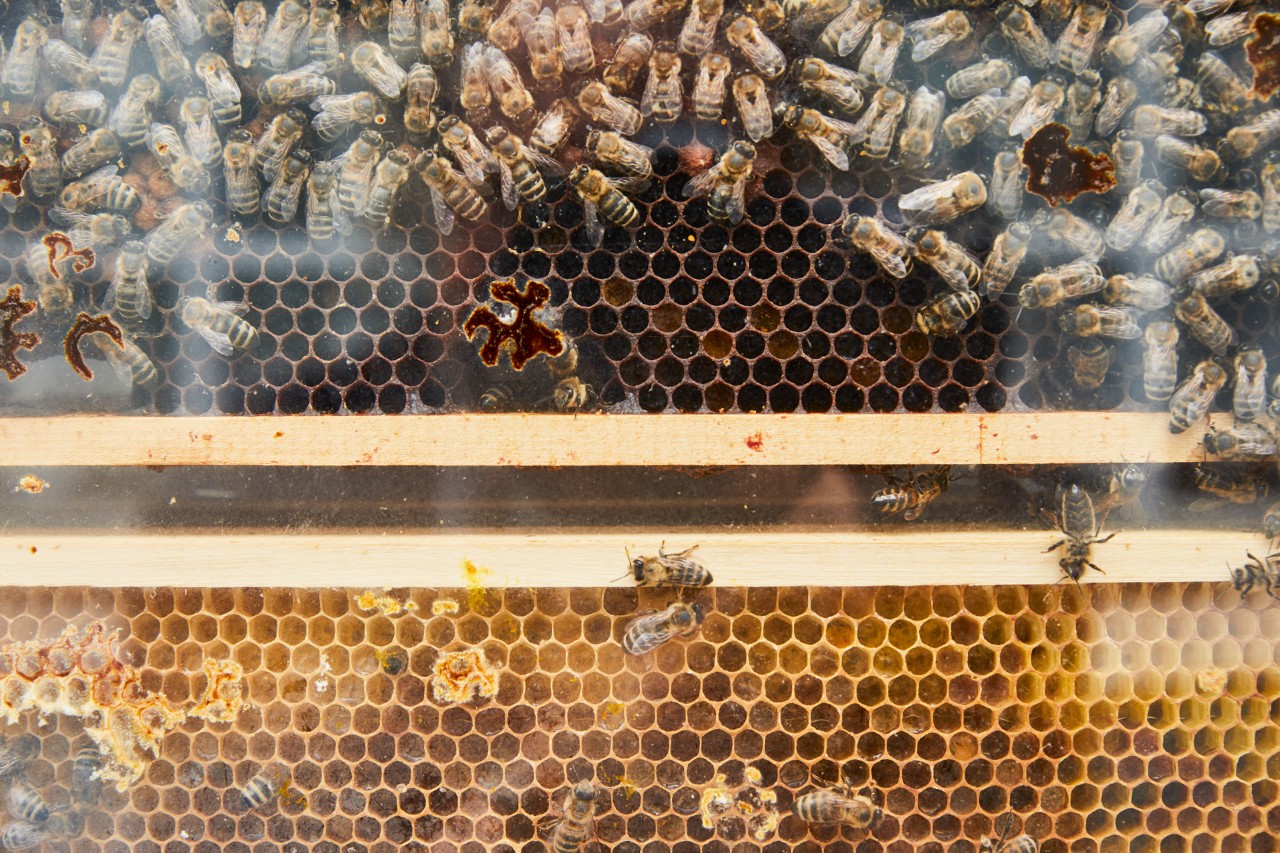 Gros plan sur des rayons de miel dans un cadre en bois avec beaucoup d’abeilles