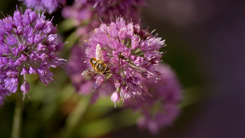 Gros plan d'une abeille sur une fleur rose