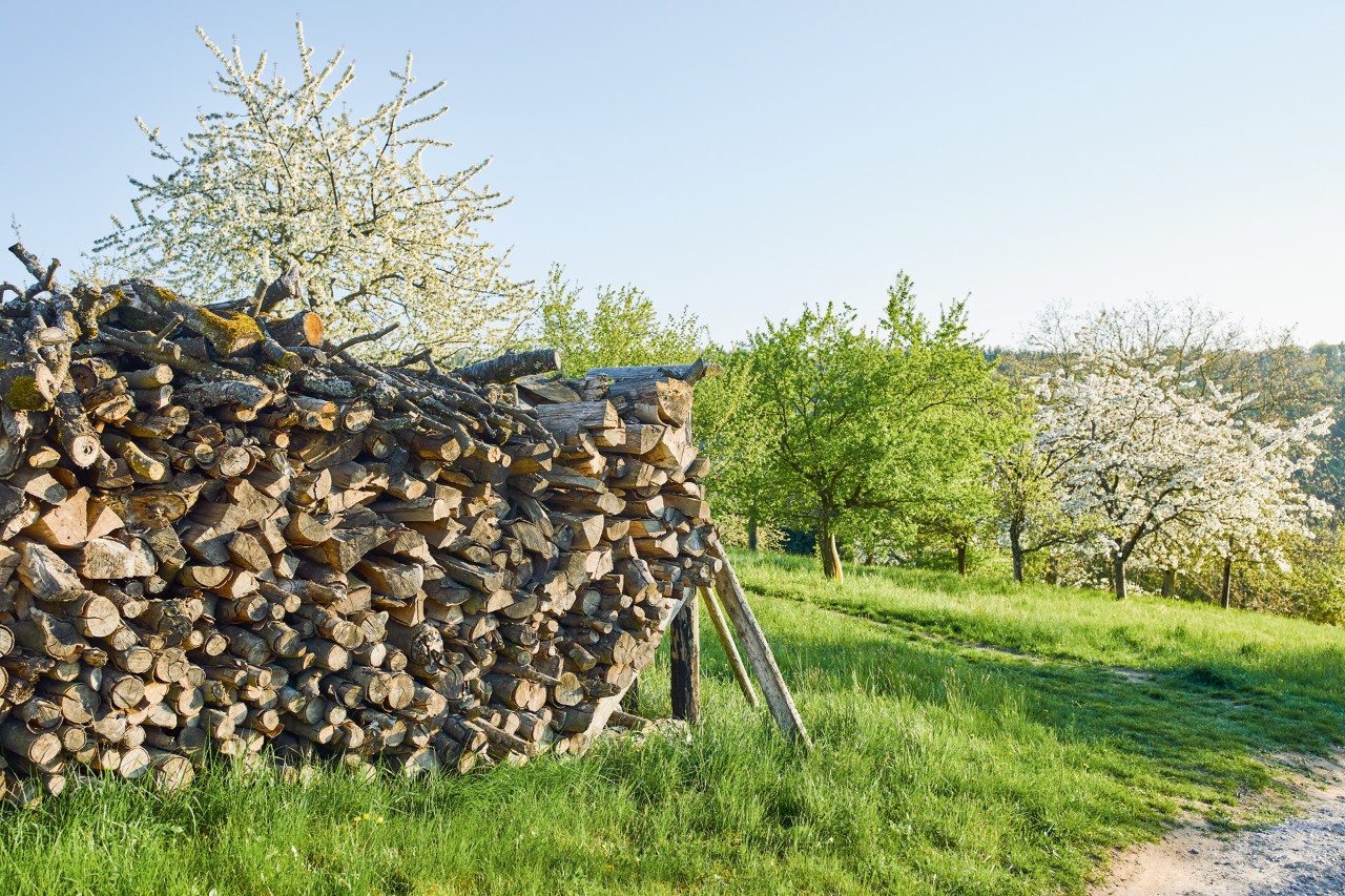 Piles de bois mort dans une zone herbeuse avec des arbres à l’arrière-plan