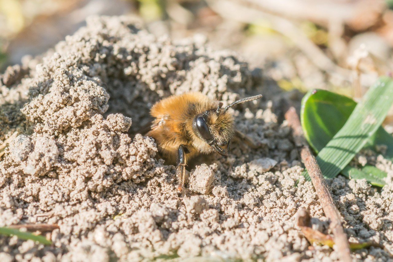 Gros plan d’une abeille grise dans le sable