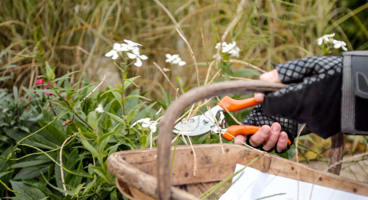 Fleurs fanées coupées avec le sécateur STIHL PG 20