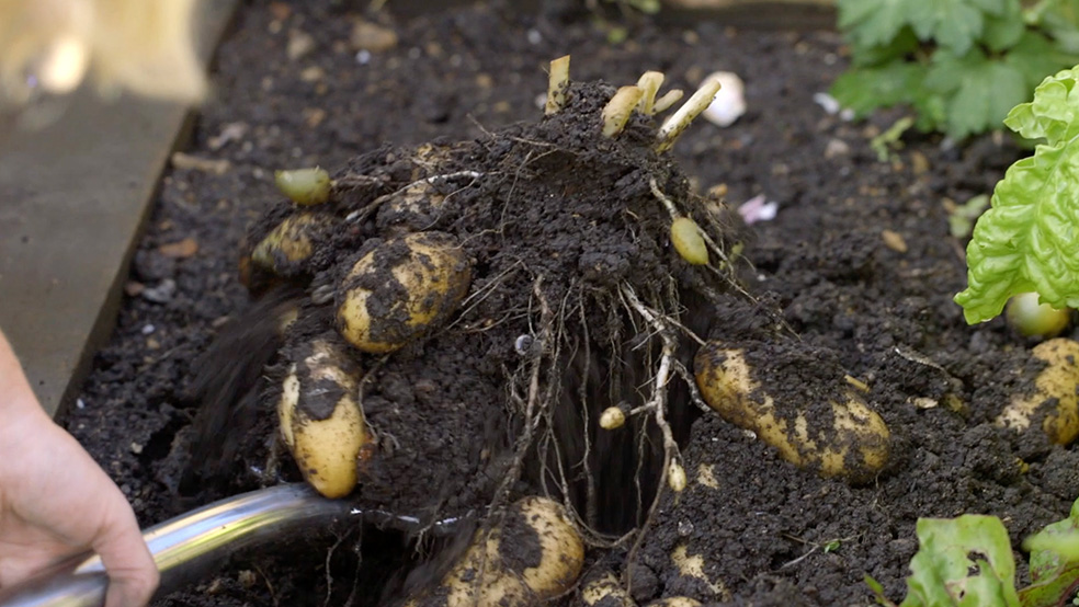 Pommes de terre soulevées de terre à l’aide d’une bêche