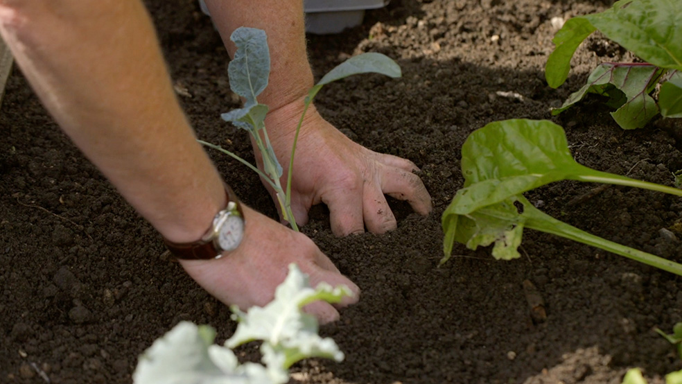 Gros plan d’un jeune plant mis en place dans le sol