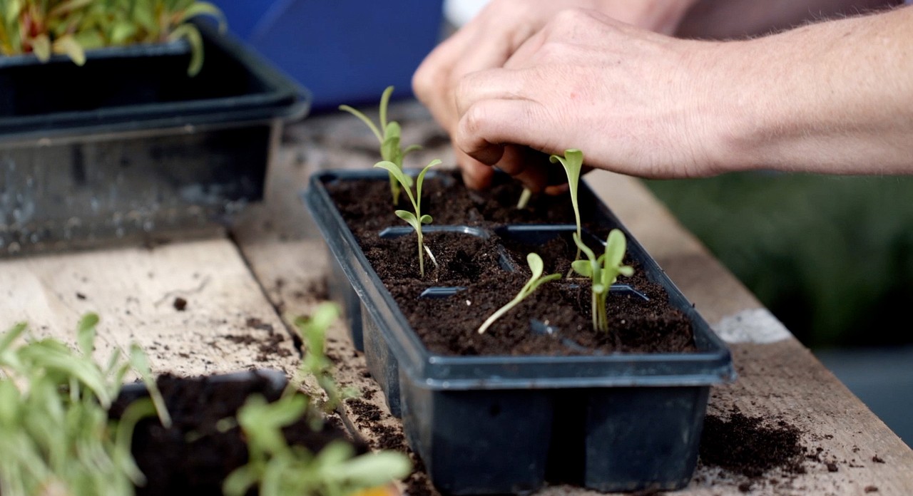 Gros plan sur des semis cultivés dans de petits bacs de germination