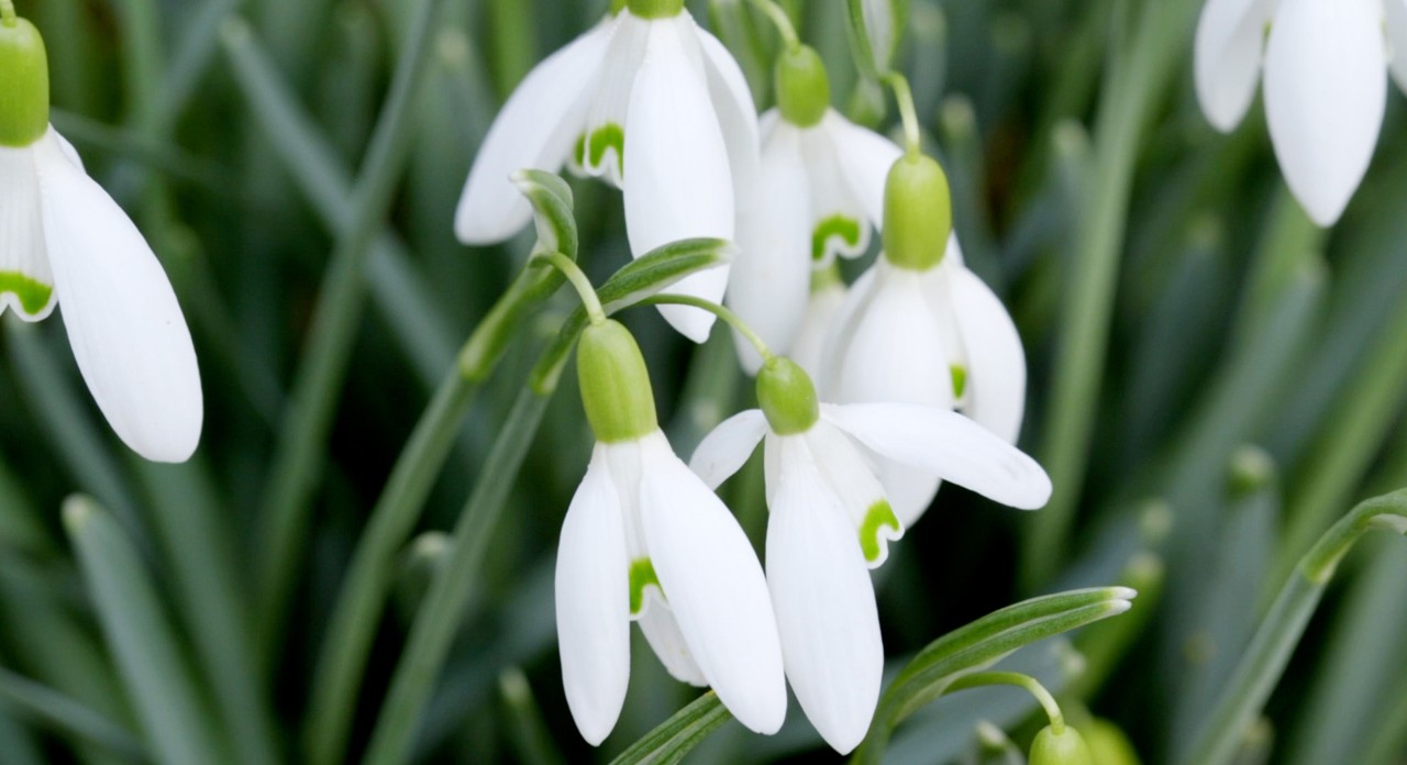 Gros plan sur des perce-neige