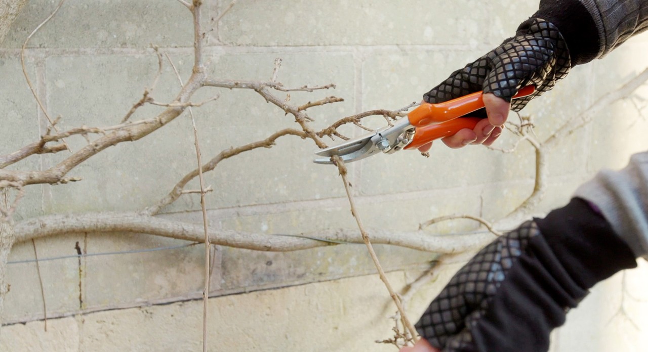 Des branches sont coupées avec la scie de jardin STIHL PG 20