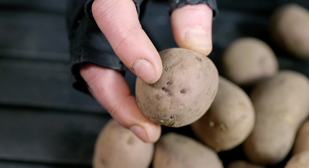 Une main portant des mitaines tient une pomme de terre nouvelle