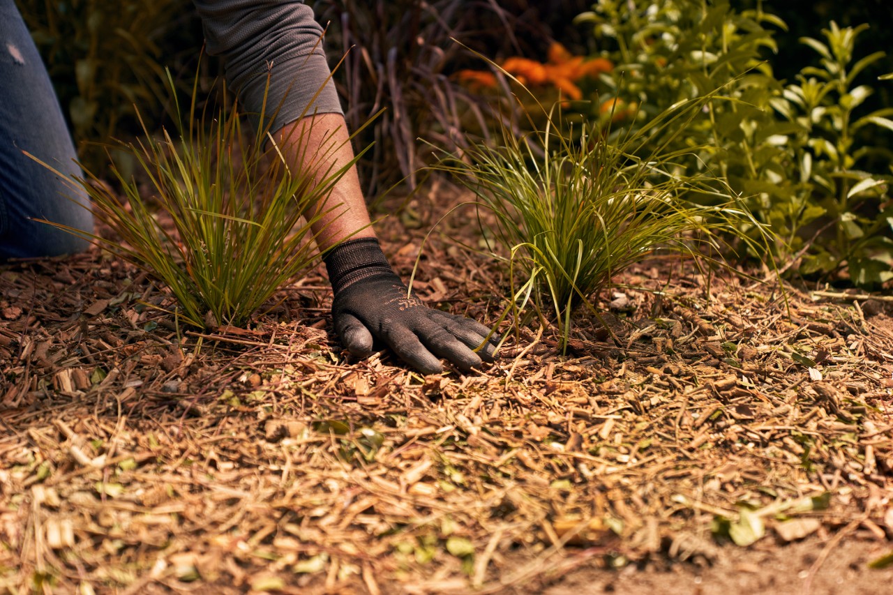 Un paillage de bois est étalé sur le sol autour des plantes.