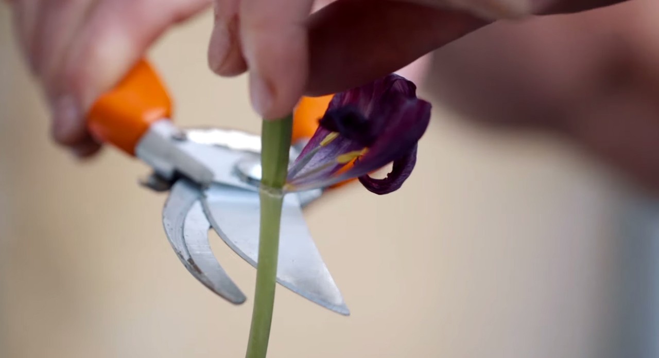 Gros plan sur une tige de fleur coupée avec un sécateur