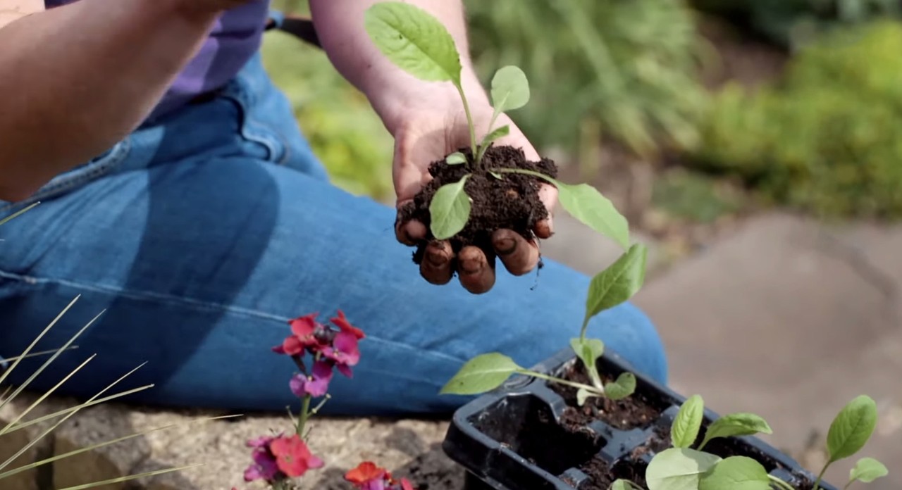 Un semis avec une motte de racines dans une main, prêt à être planté
