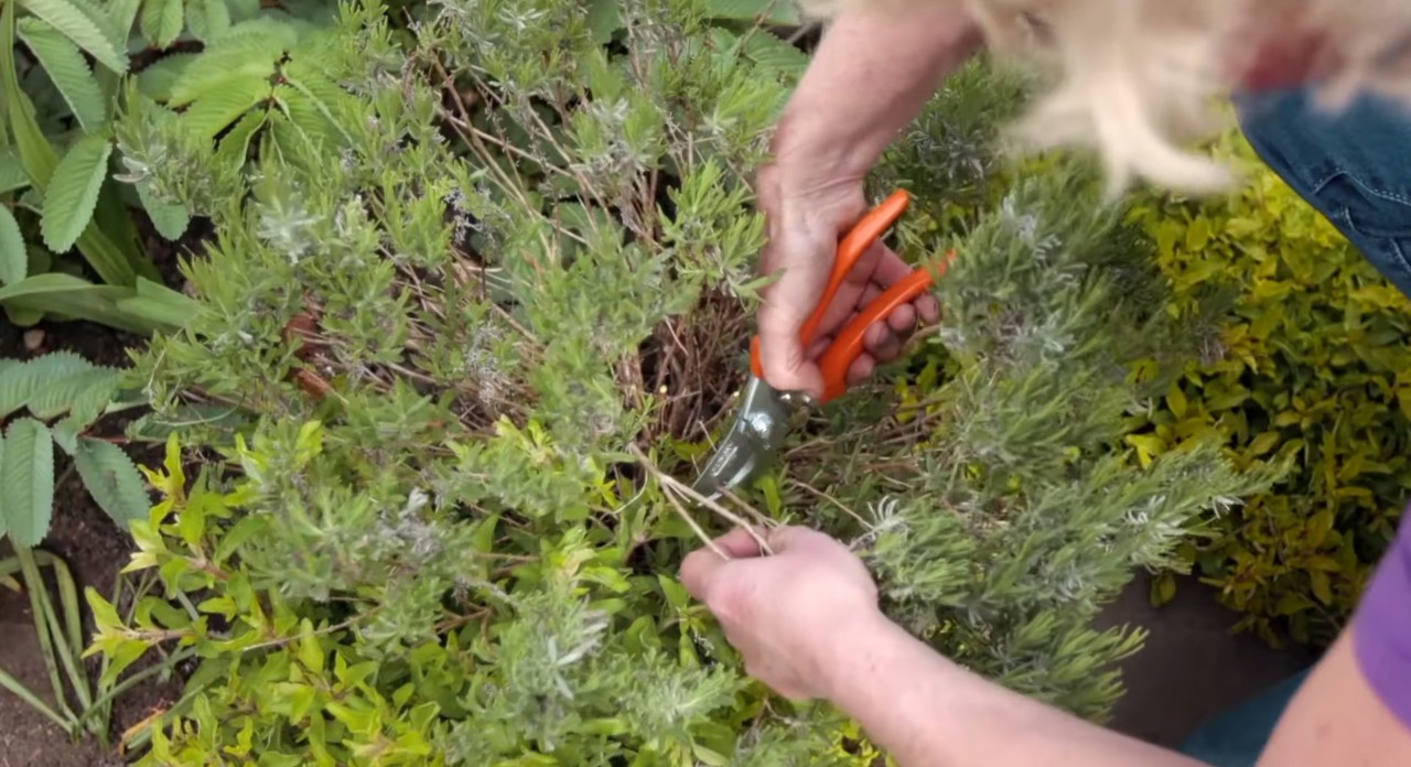 Un arbuste de jardin taillé au sécateur