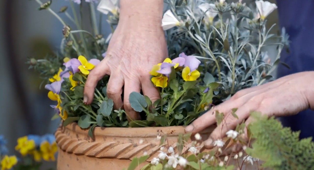 Des pensées jaunes et violettes plantées dans une jardinière en argile
