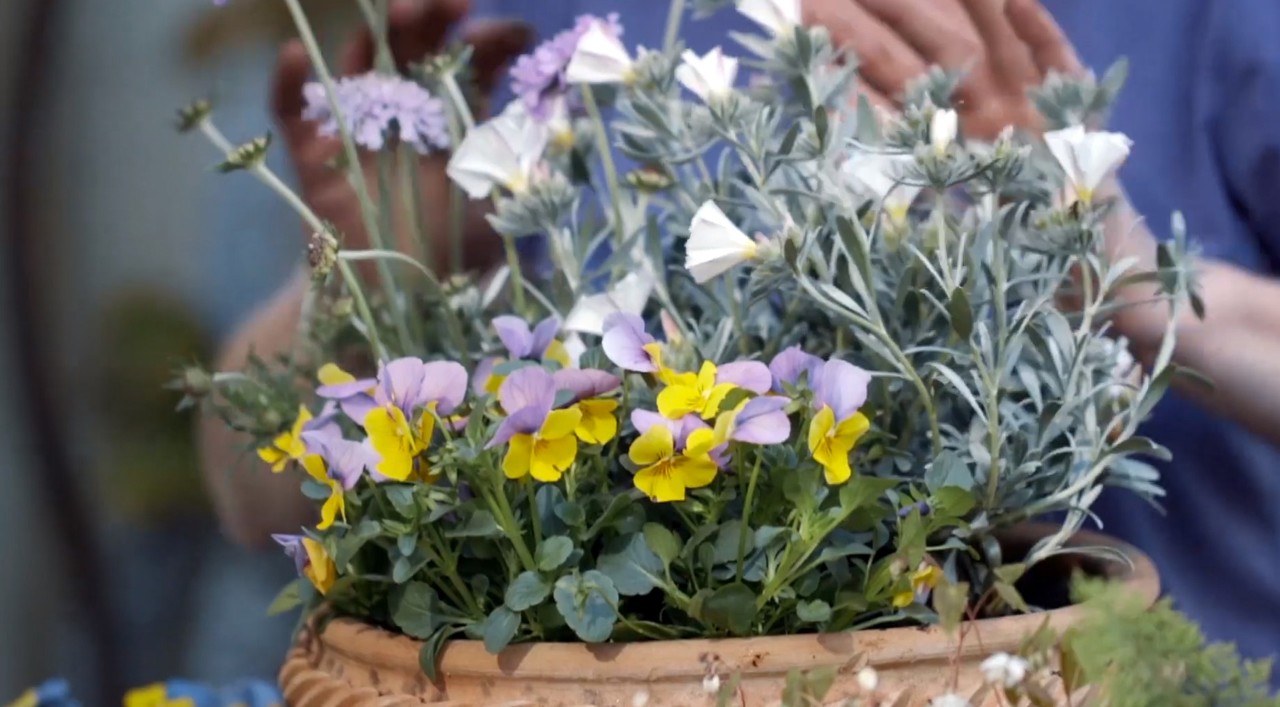 Des pensées jaunes et violettes accompagnées d’autres fleurs dans une jardinière en argile