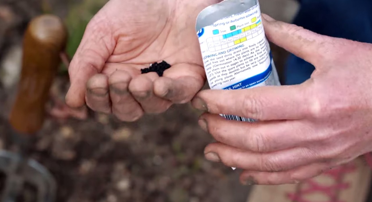 Gros plan sur des graines noires et un paquet dans les mains d’une personne