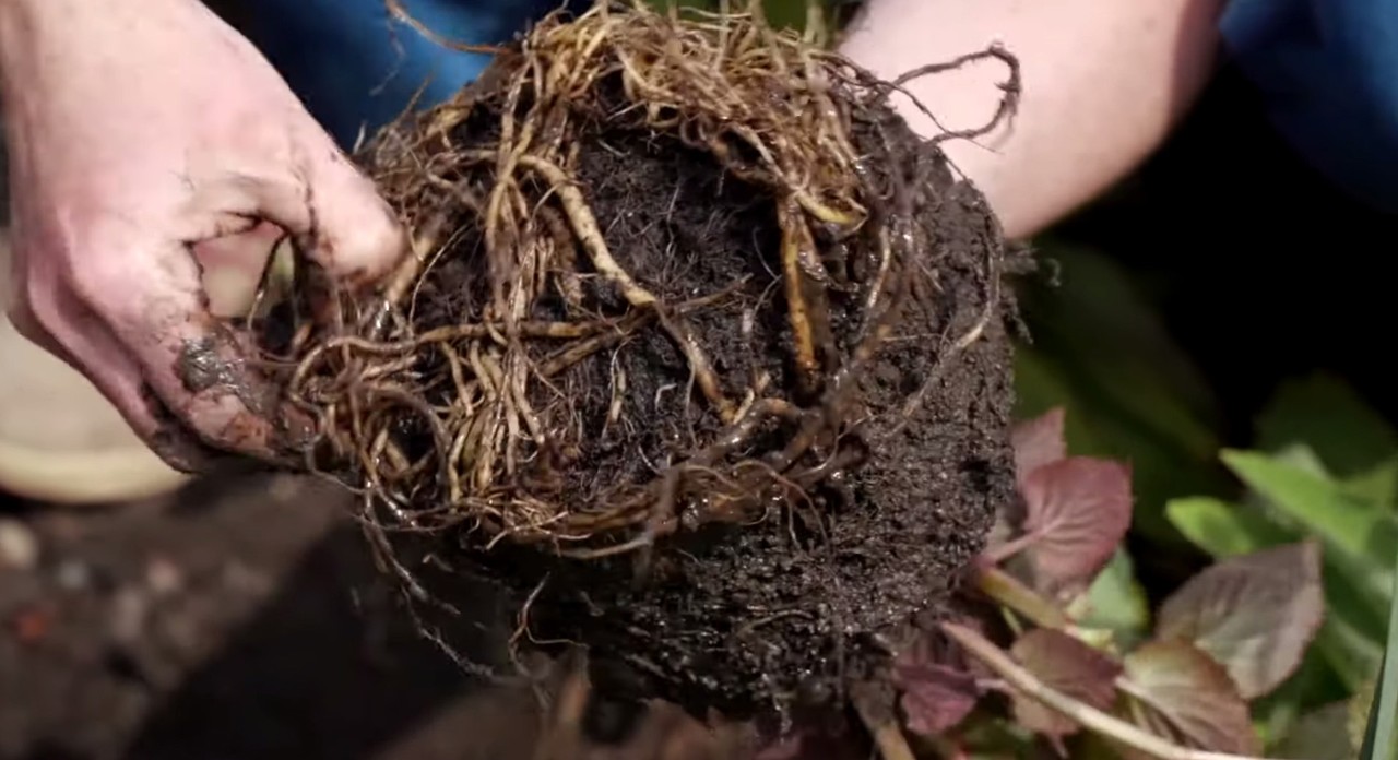 Vue d’une motte d’une plante en pot avec des racines compactes