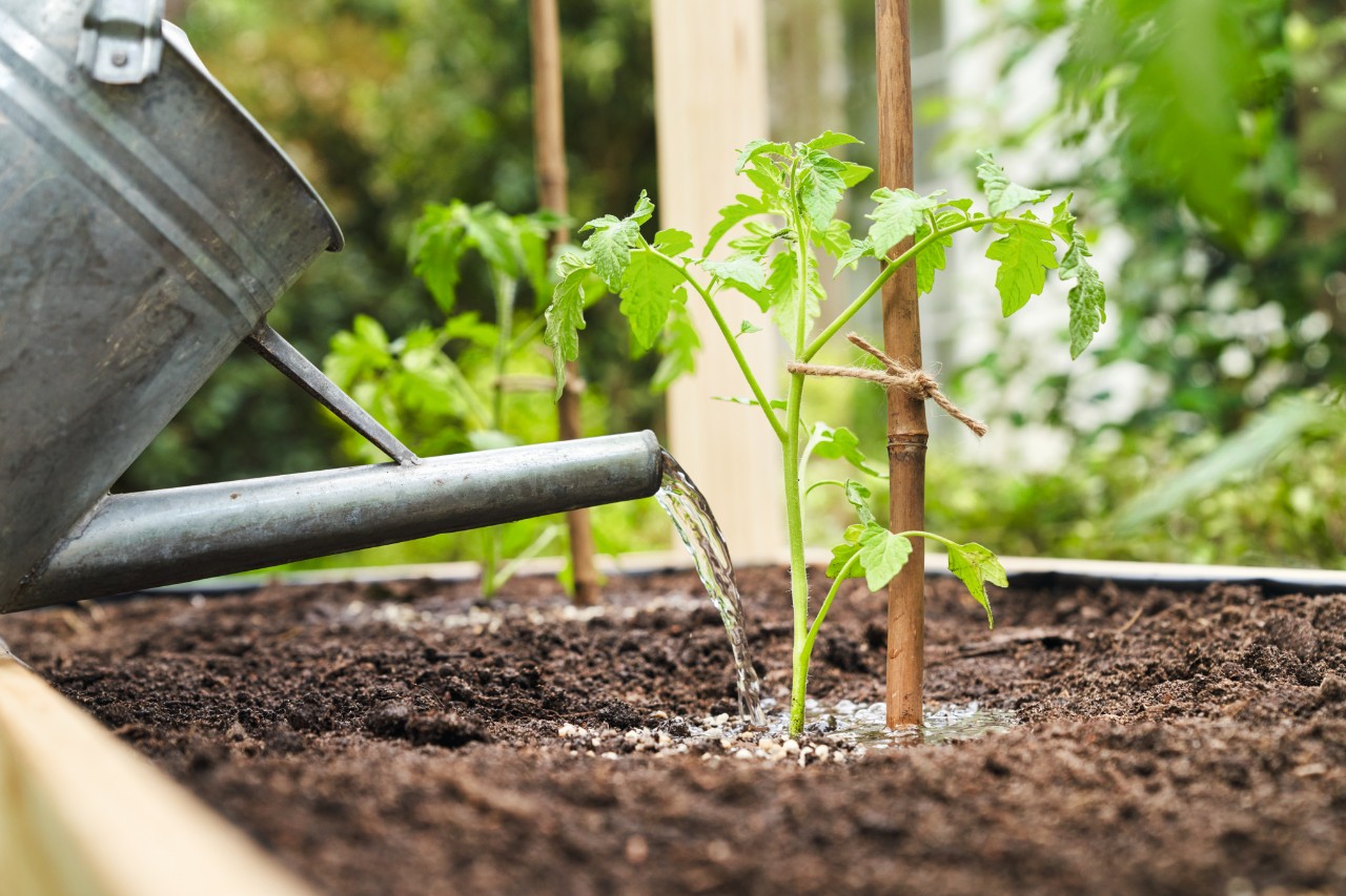 Gros plan sur l’arrosage de plants de tomates avec un arrosoir