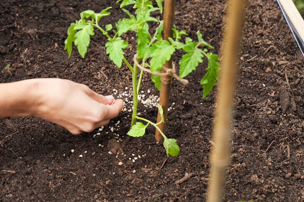 Gros plan sur une personne fertilisant des tomates