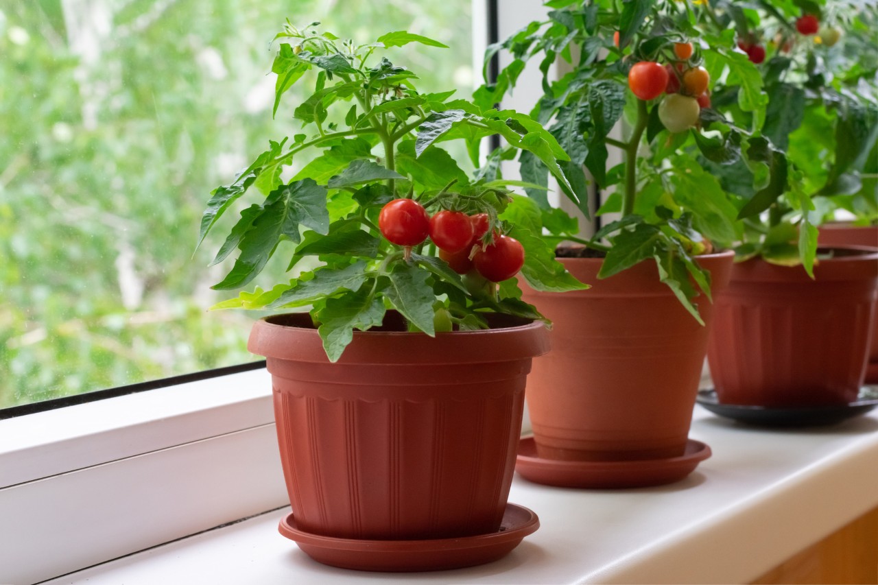 Pot de tomates avec tomates cerises sur un rebord de fenêtre