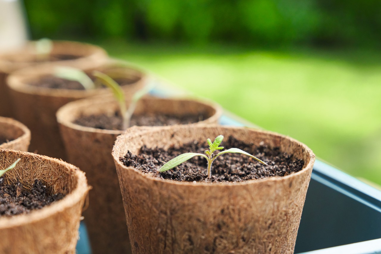 Pots avec germes de tomates