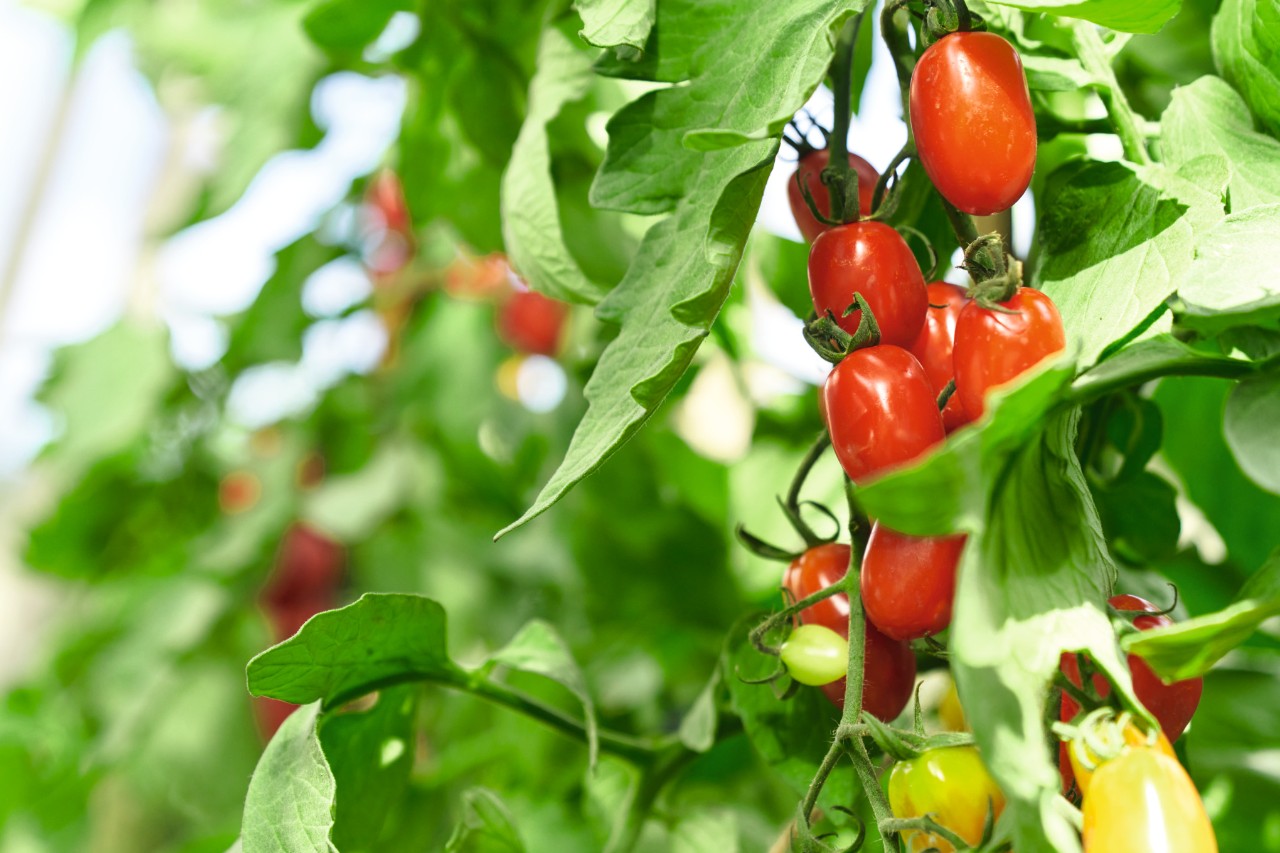 Gros plan sur un plant de tomates avec des fruits mûrs et d’autres encore verts