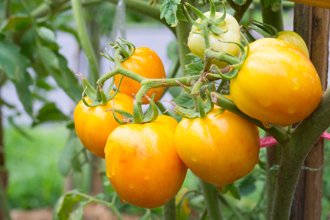 Plant de tomate de la variété « Golden Queen »