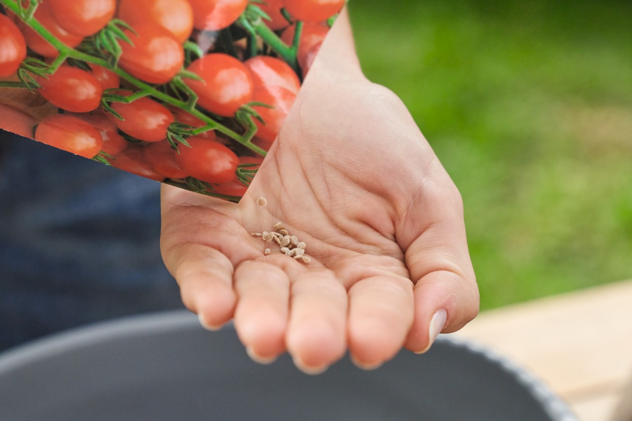 Personne versant des graines de tomates tenant un sachet à la main