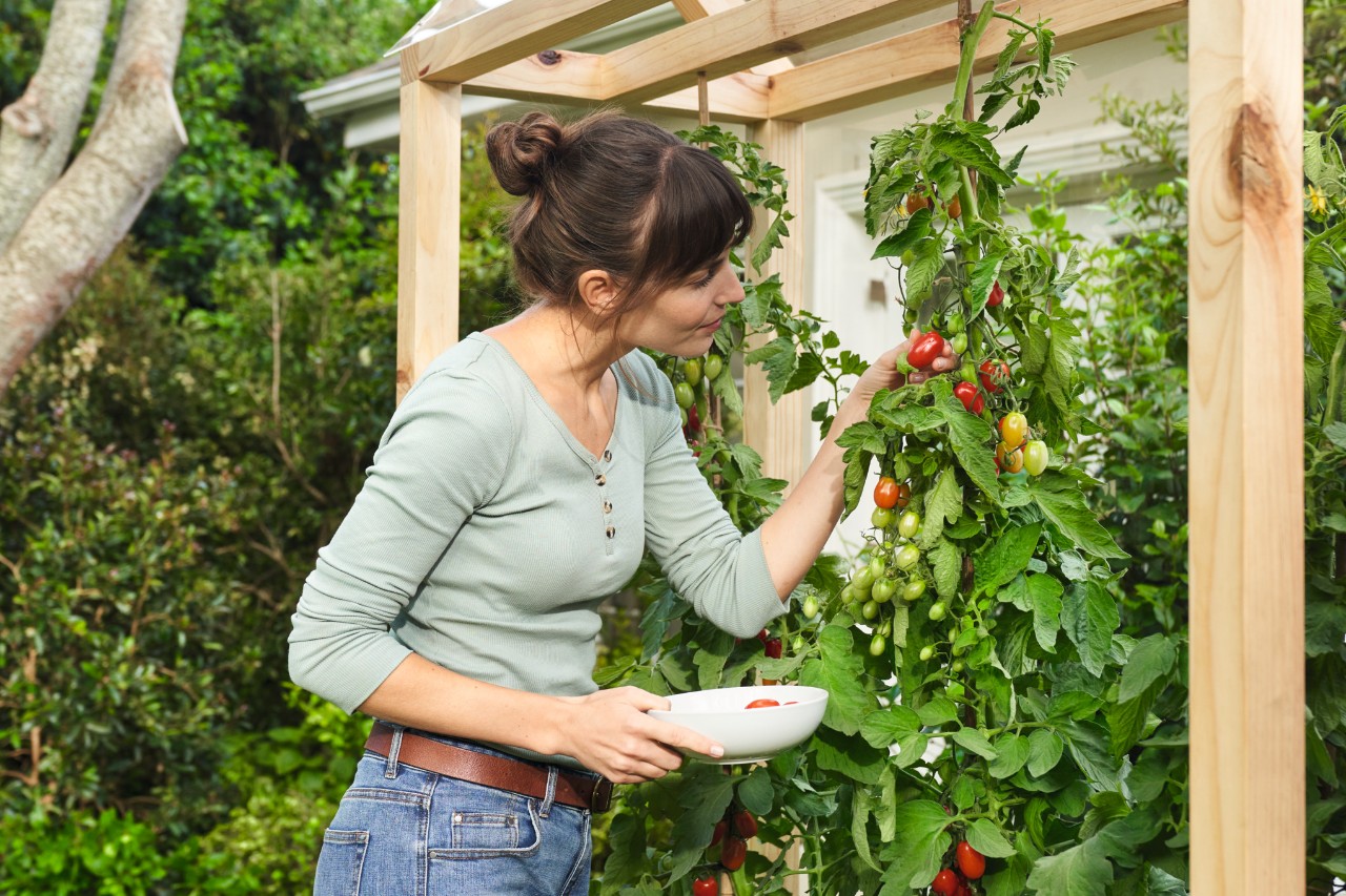 Femme tenant un bol et récoltant ses tomates