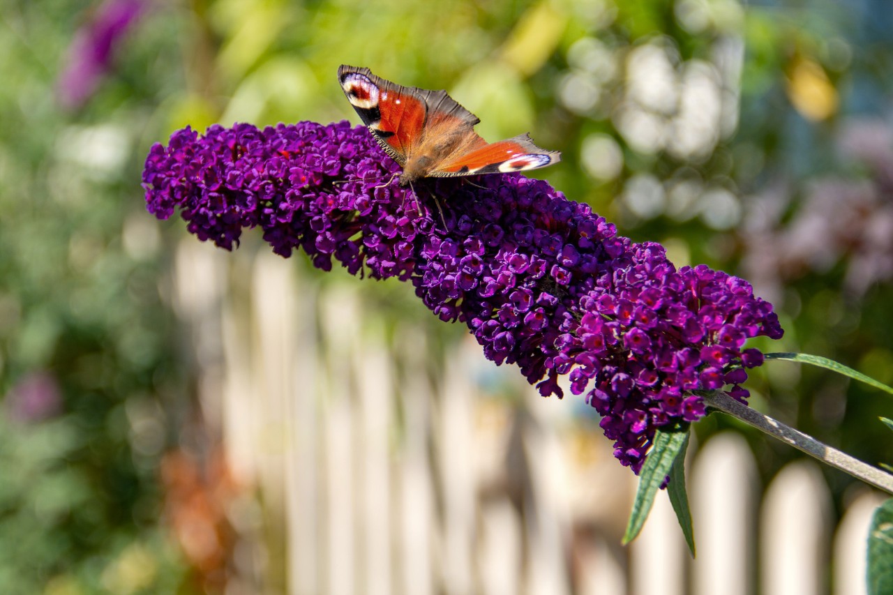 Photo du papillon paon du jour sur un lilas à fleurs violet foncé