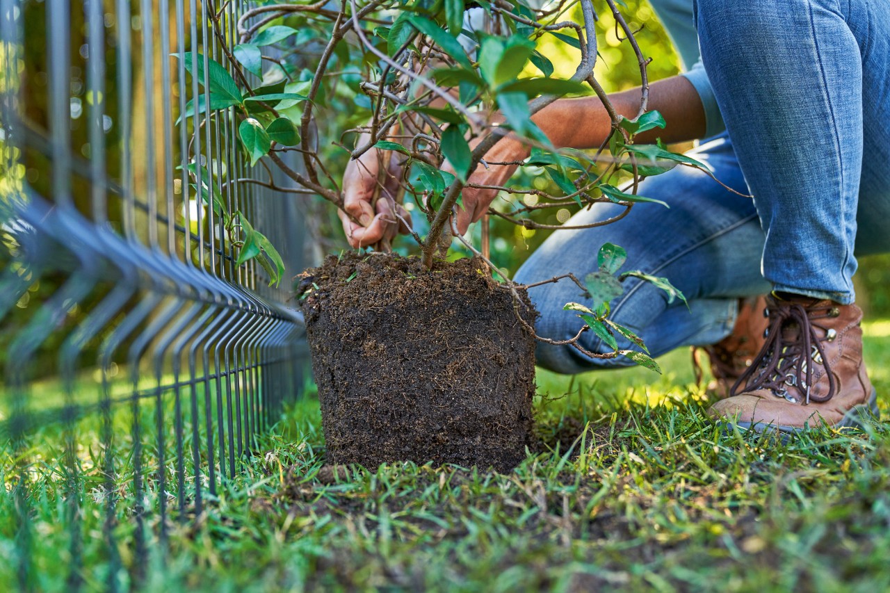 Gros plan sur la façon dont une femme place une plante à vrilles dans la terre pour végétaliser sa clôture