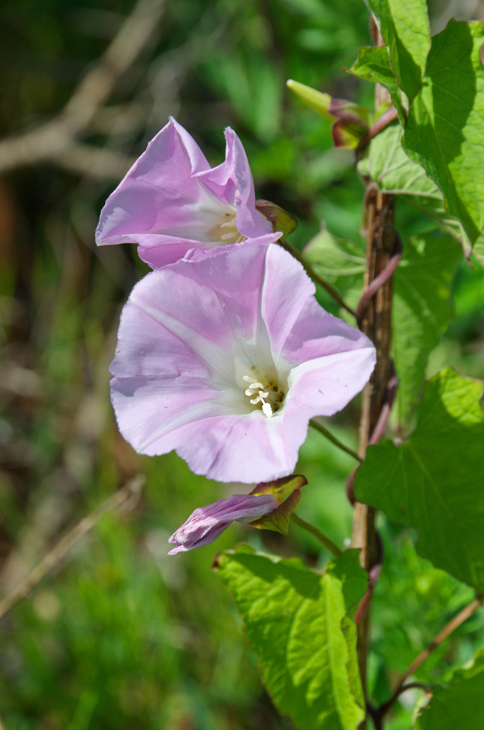 Gros plan sur des liserons aux fleurs roses