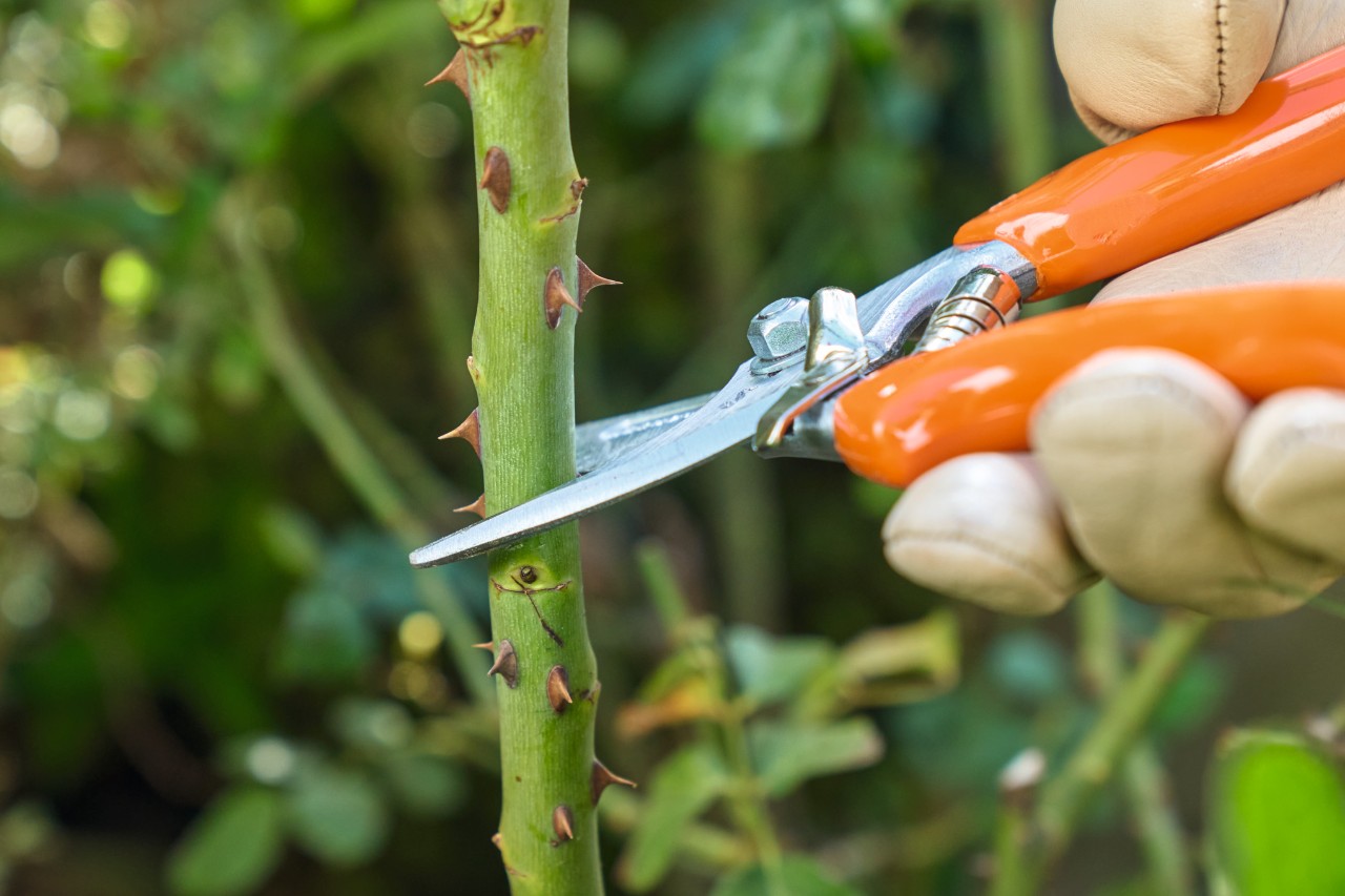 Gros plan sur la taille d’un rosier avec un sécateur STIHL