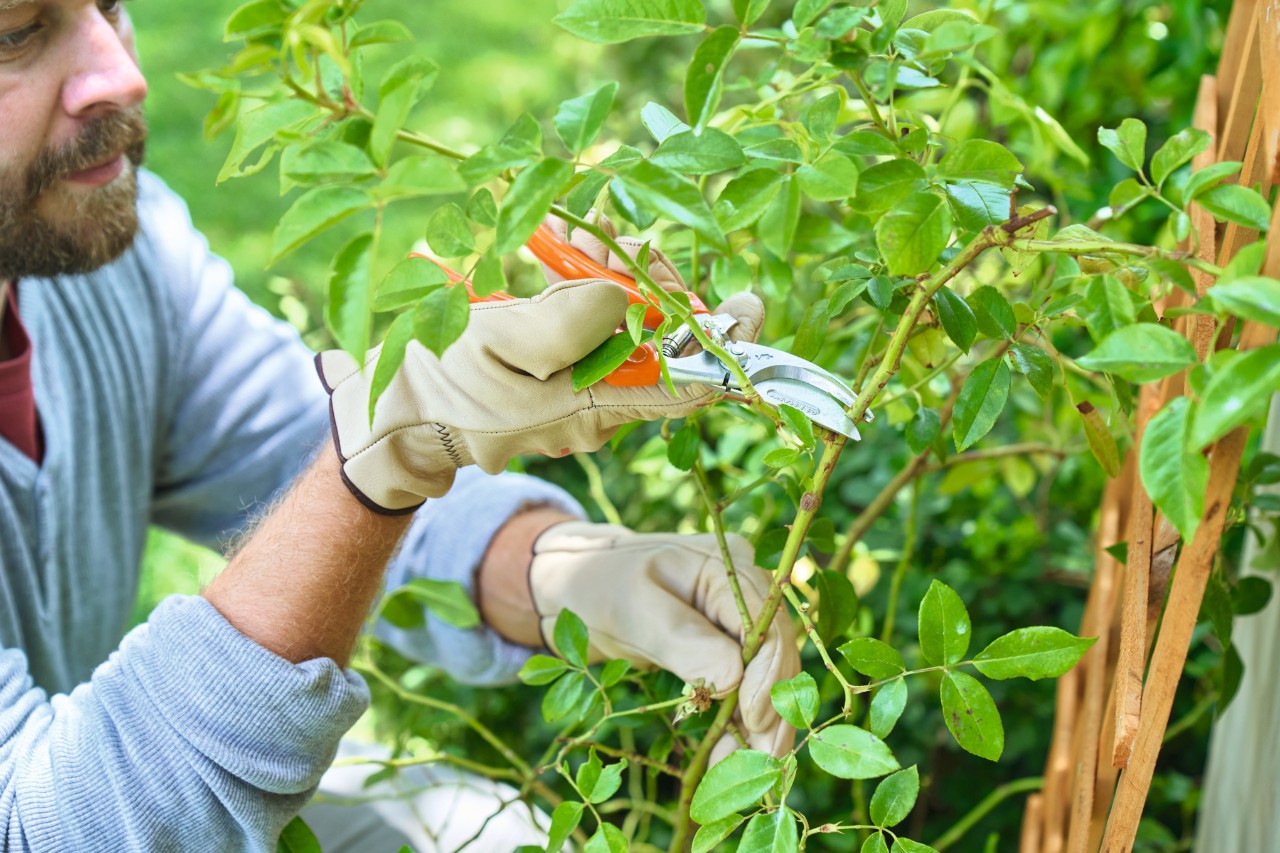 Homme procédant à la taille d’un rosier en coupant de longues branches avec un sécateur STIHL