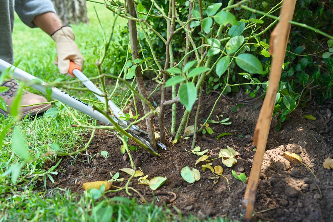 Coupe d’une vieille branche de rosier avec un coupe-branche STIHL