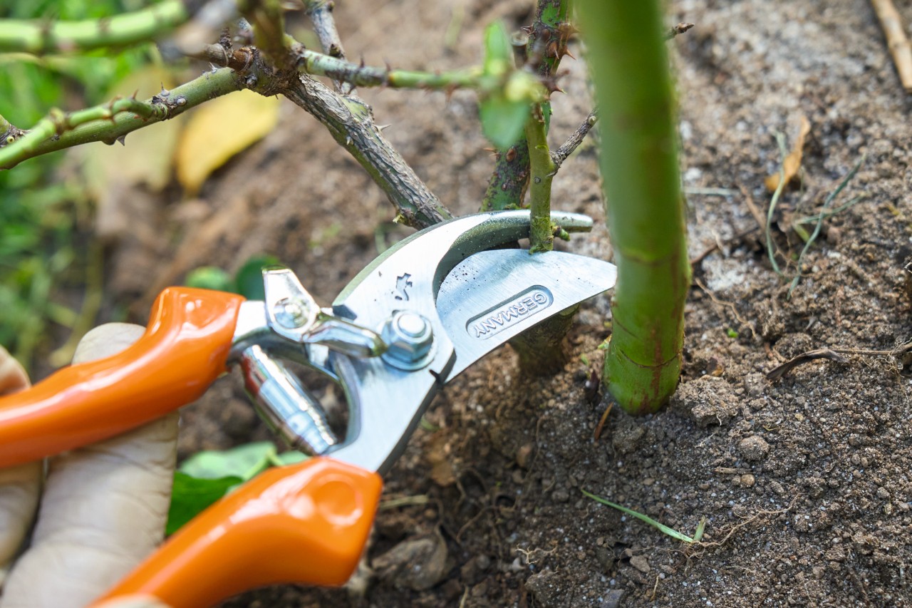 Les branches chétives sont raccourcies à l’aide d’un sécateur STIHL