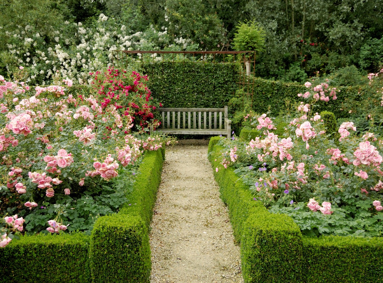Sentier de jardin coupant deux parterres de rosiers en fleurs avec un banc en bois en arrière-plan