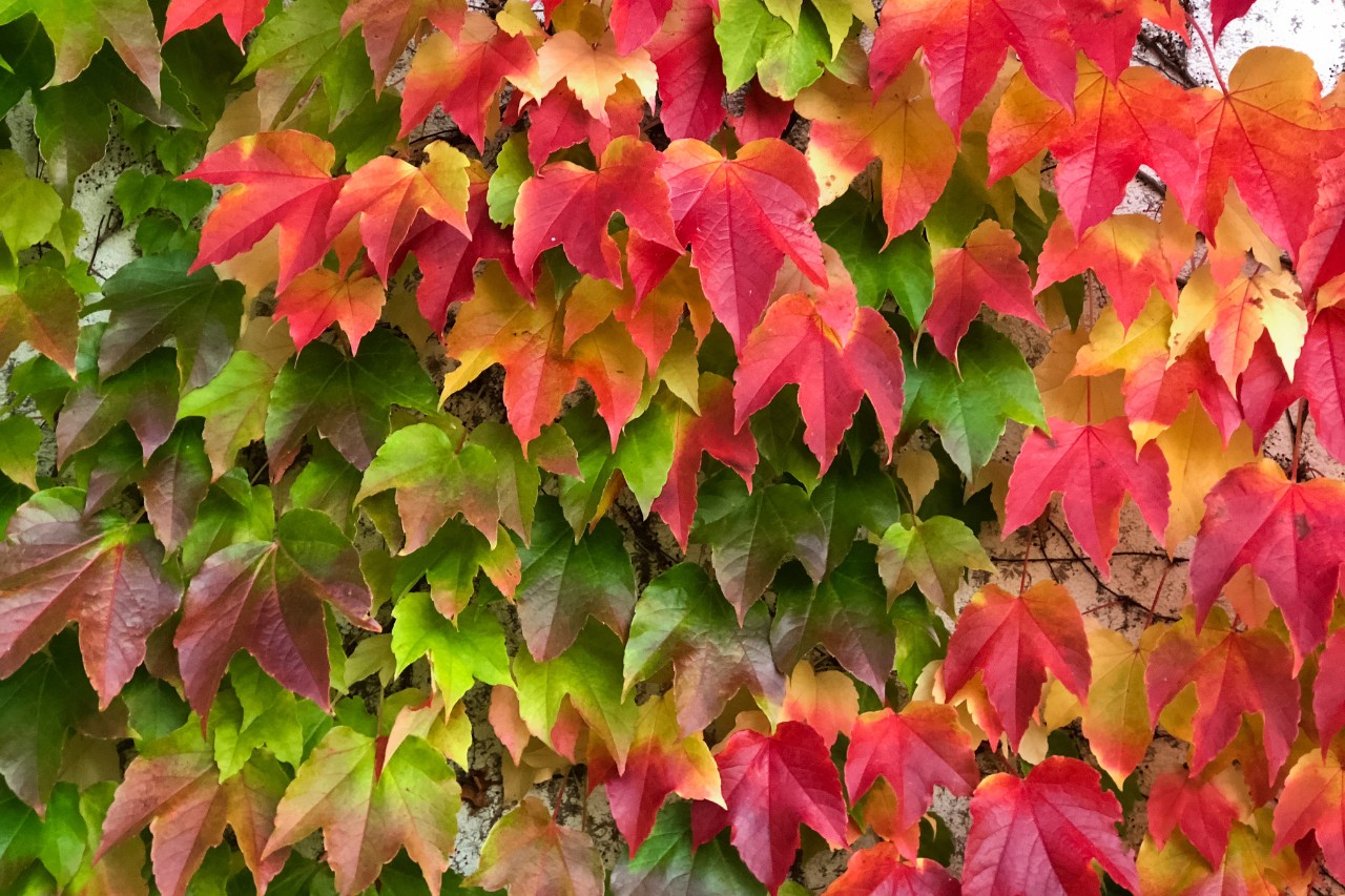 Vigne vierge dans un feuillage d’automne lumineux