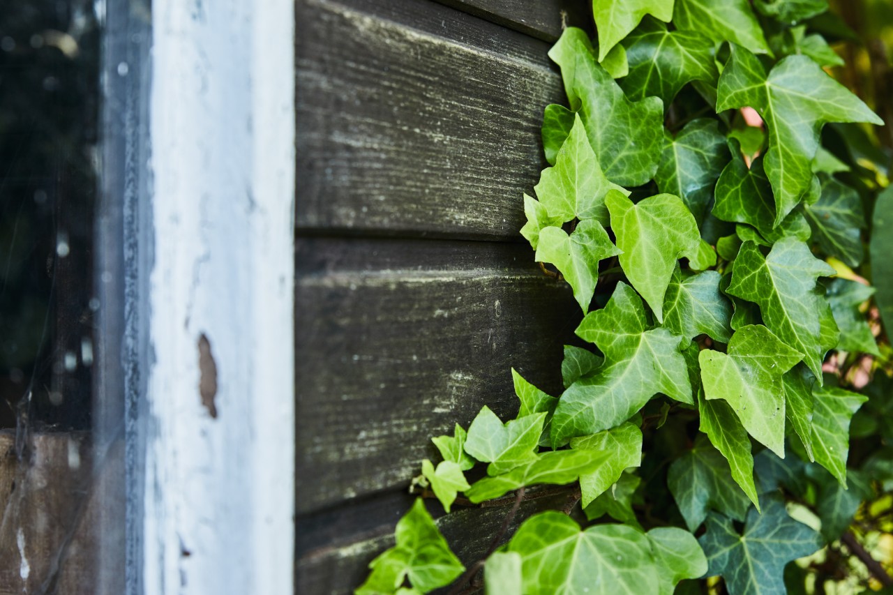 Lierre végétalisant un mur en bois