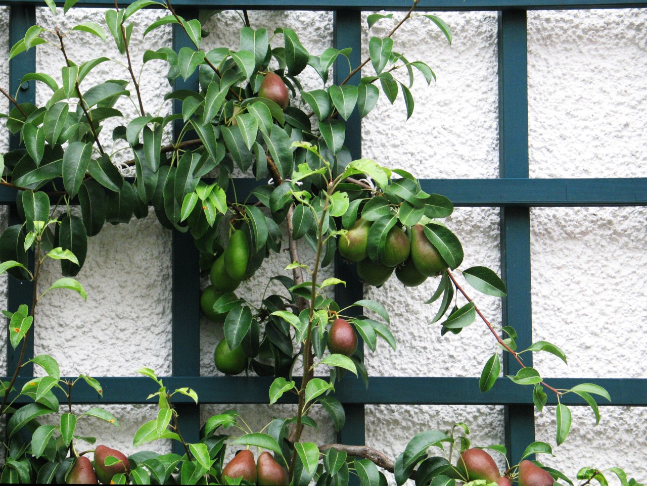 Poirier poussant sur un support de plantes grimpantes