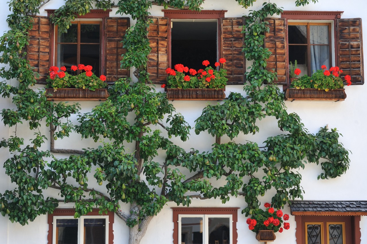 Arbre en espalier poussant sur la façade d’une maison avec des bacs de fleurs devant les fenêtres