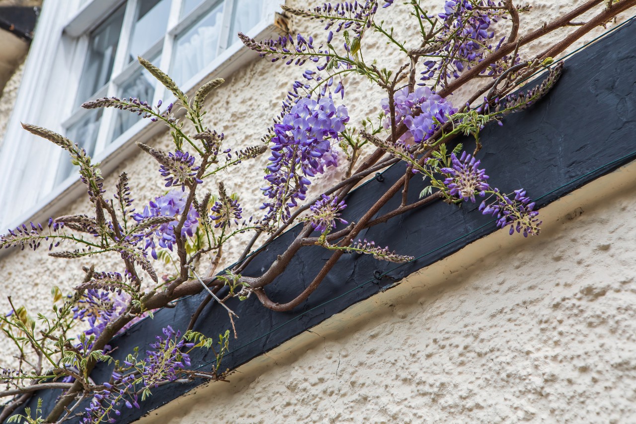 Gros plan sur une façade avec une plante grimpante en fleurs et des systèmes de câbles