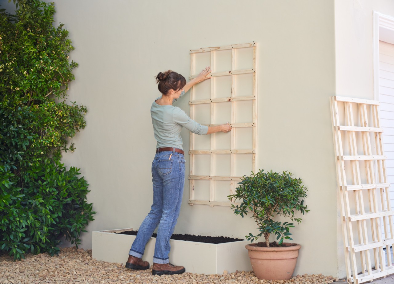 Une femme fixe un support de plantes grimpantes pour végétaliser la façade de sa maison