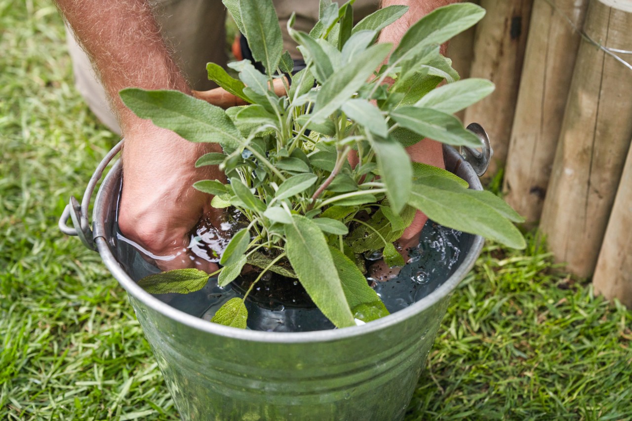 Gros plan sur une personne mouillant un pot dans un seau d’eau