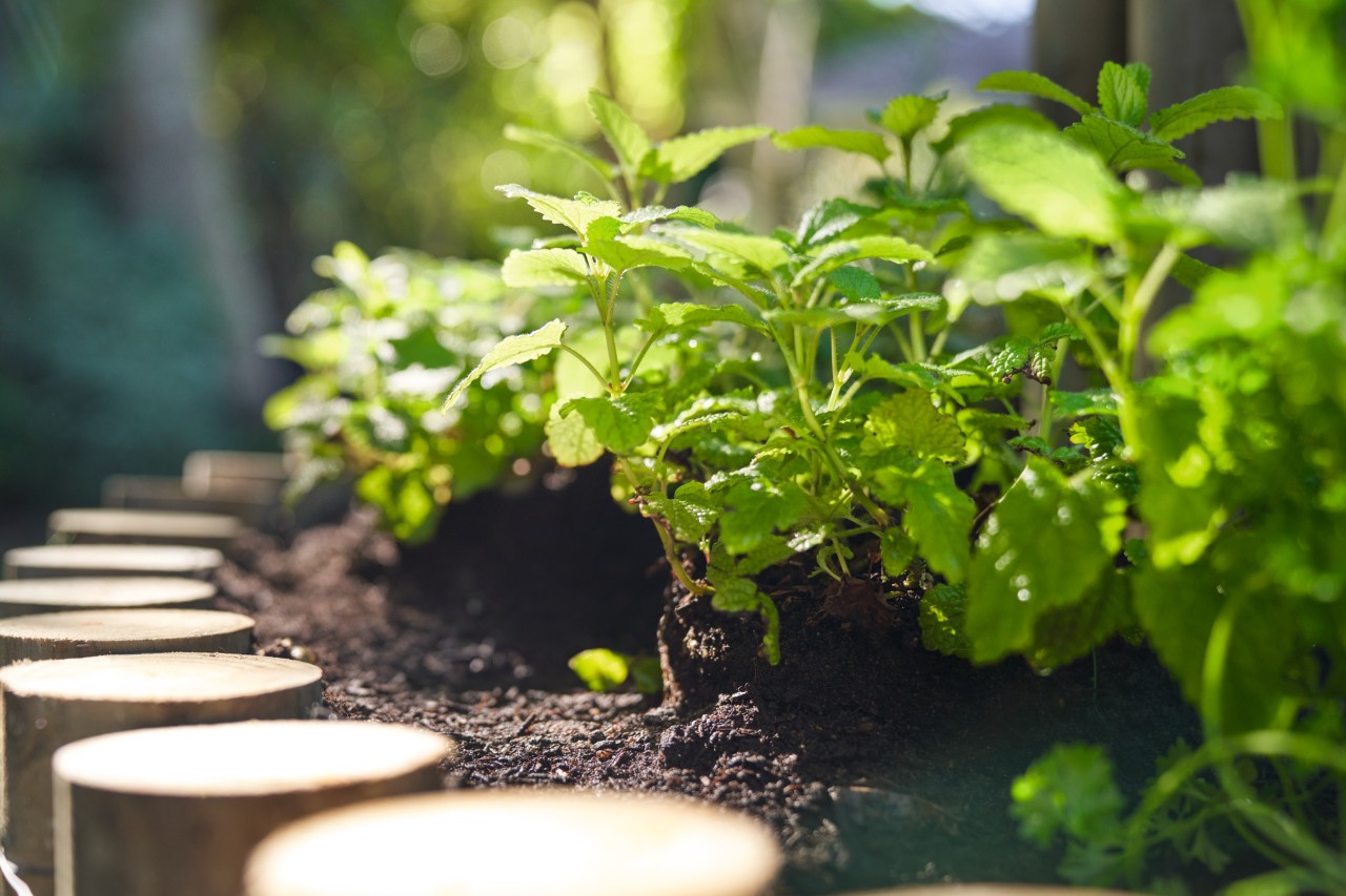 Gros plan sur les herbes plantées dans une spirale aromatique