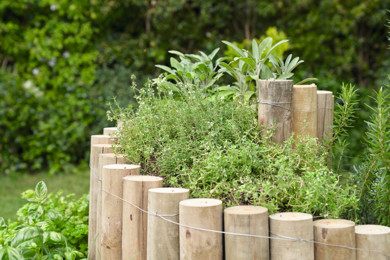 Sommet d’une spirale aromatique avec des herbes méditerranéennes