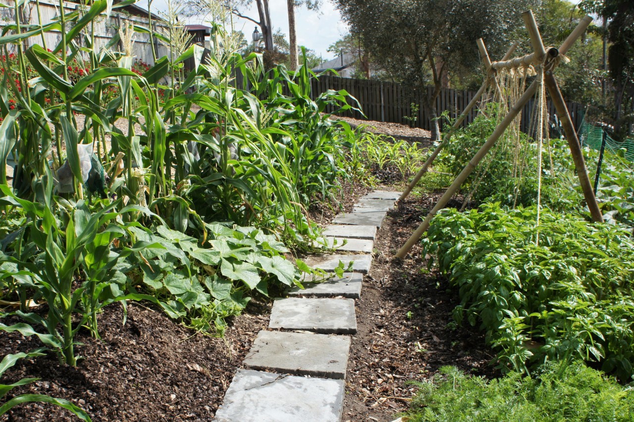 Allée réalisée avec des dalles en pierre dans un potager