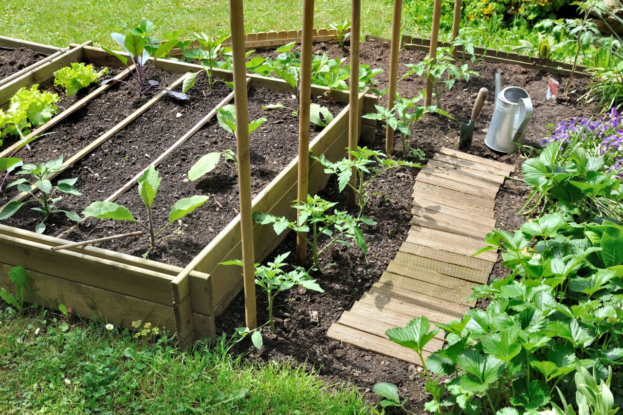 Chemin de parterre en lattes de bois dans un potager