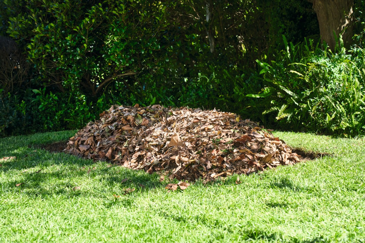 Butte avec couche de feuilles disposée