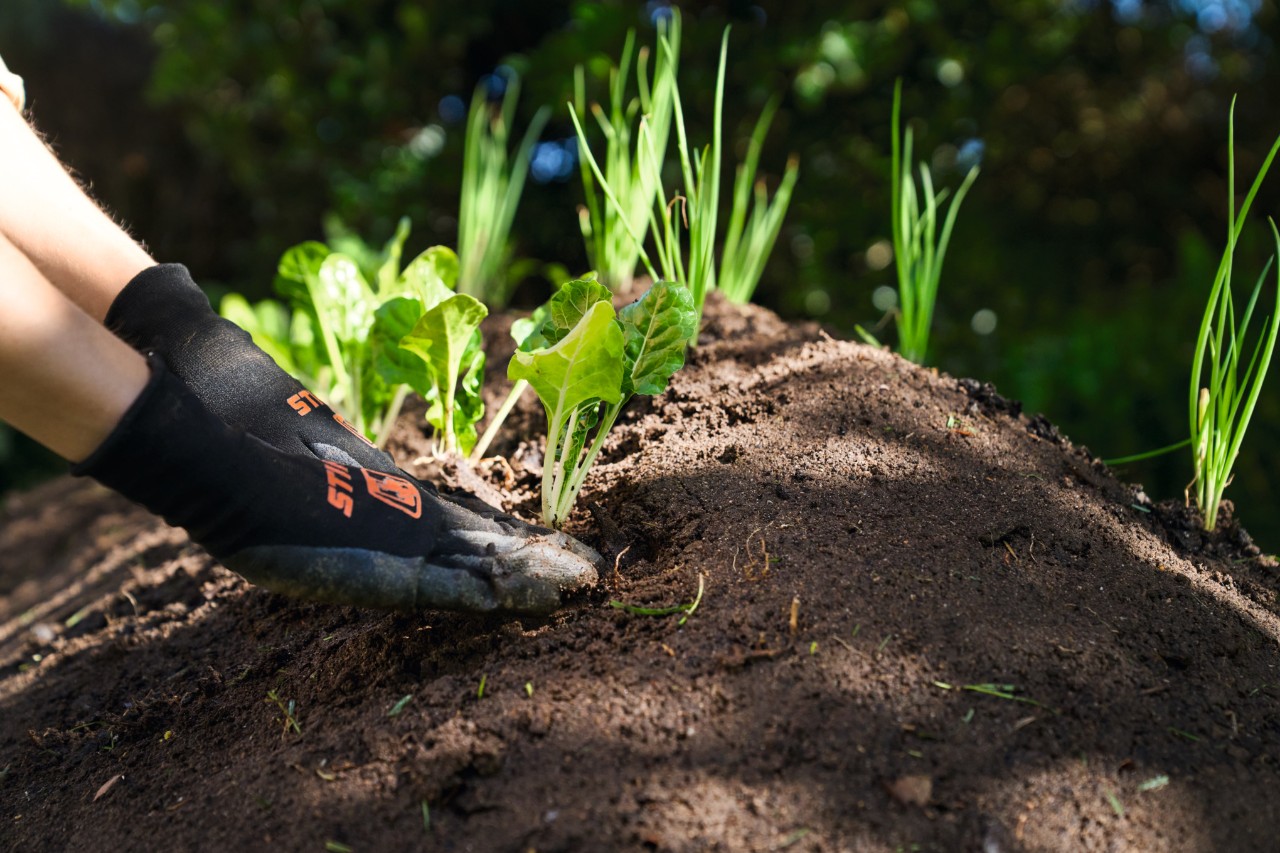 Gros plan sur une personne disposant de jeunes plants sur une butte