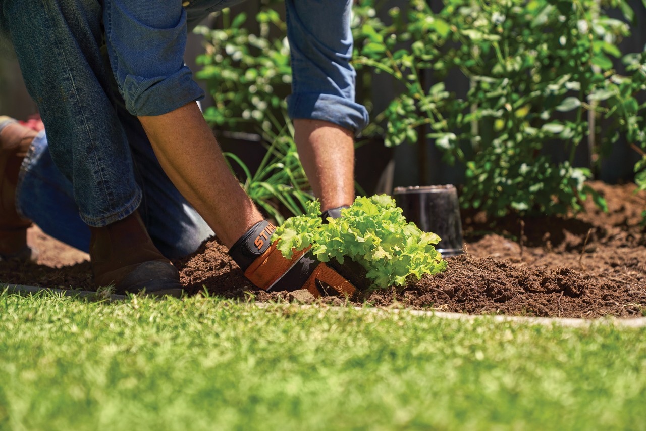 Une personne portant des gants repique un jeune plant dans la terre